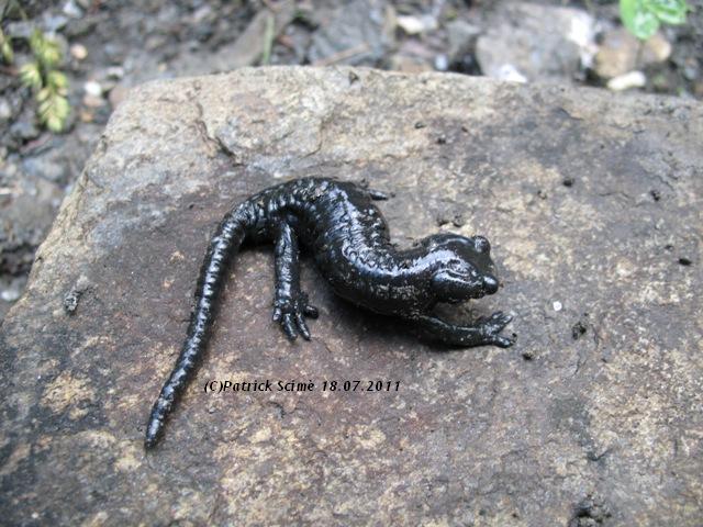 Salamandra atra: comportamento difensivo
